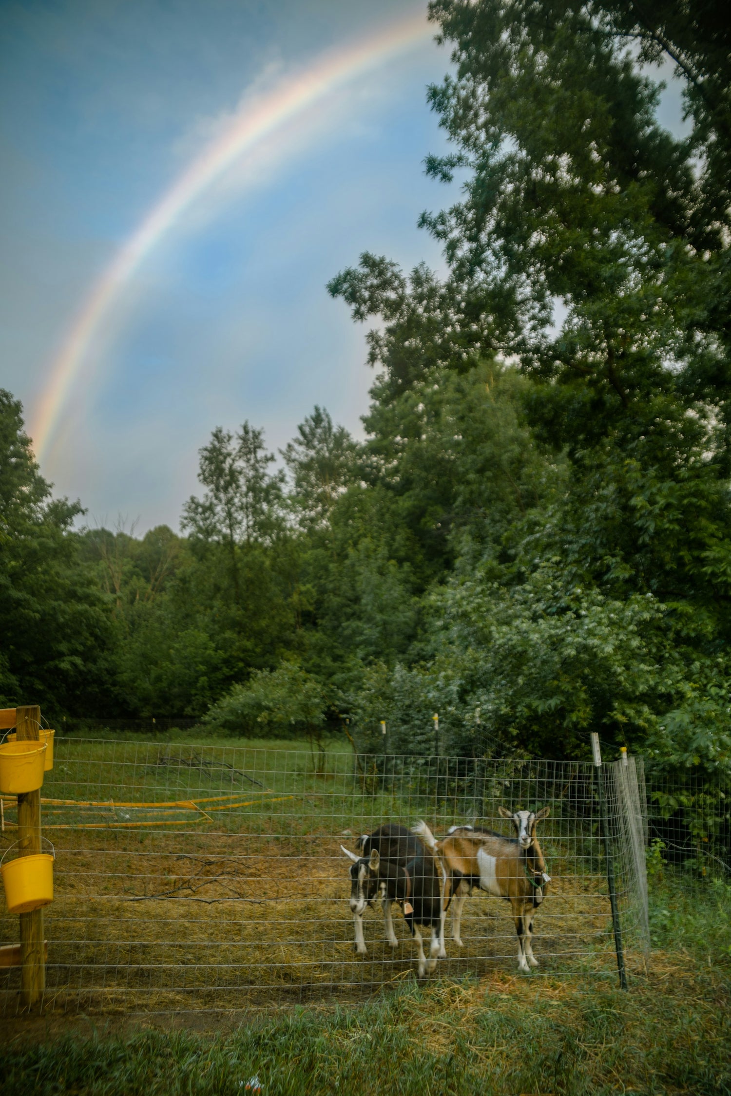 Homesteading